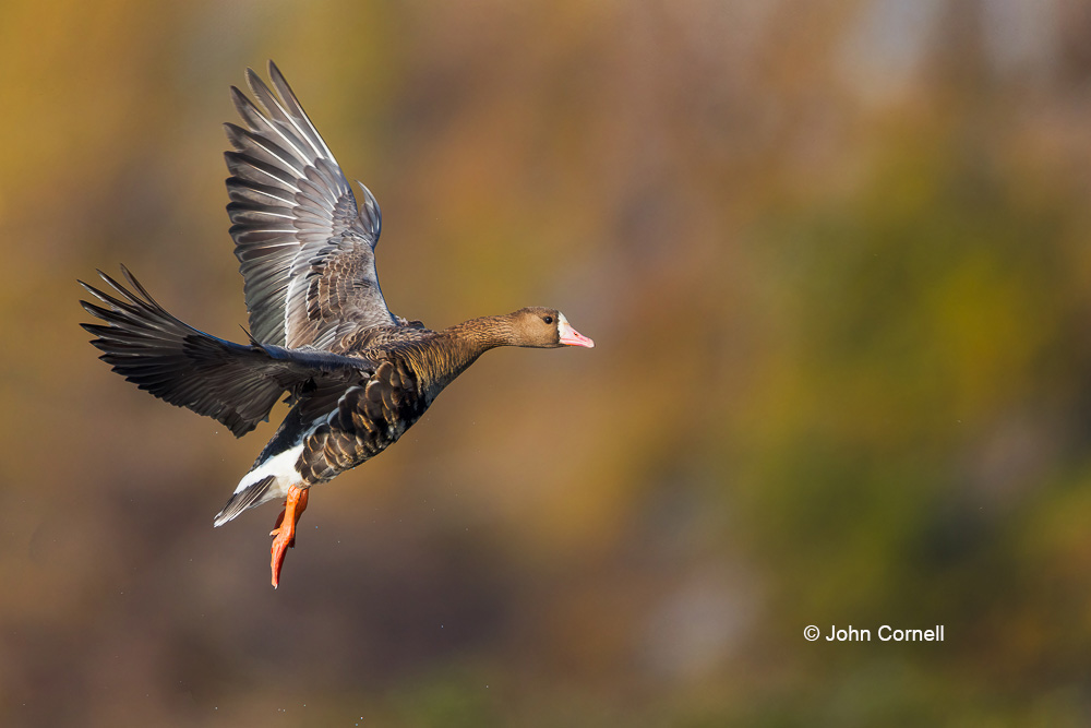 Anser albifrons;Flying Bird;Greater White-fronted Goose;One;Photography;White-fronted Goose;action;active;aloft;avifauna;behavior;bird;birds;color image;color photograph;feather;feathered;feathers;flight;fly;flying;in flight;motion;movement;natural;nature;one animal;outdoor;outdoors;soar;soaring;wild;wilderness;wildlife;wing;winged;wings